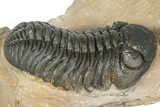 Detailed Phacopid (Morocops) Trilobite - Foum Zguid, Morocco #363139-1